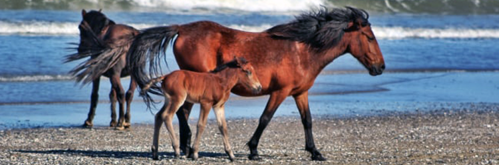 bobs wild horse tours bobs wild horse tours