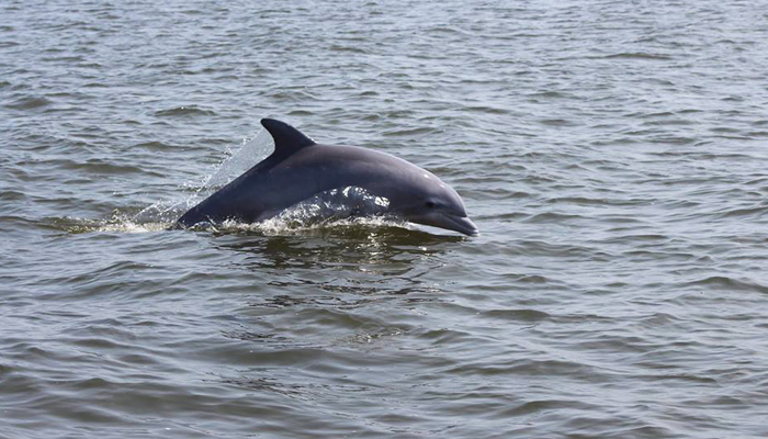 captain johnnys dolphin tours captain johnnys dolphin tours