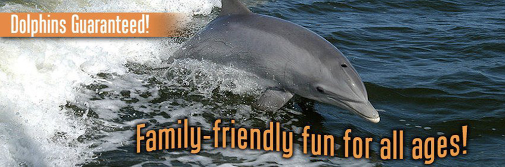 captain johnnys dolphin tours captain johnnys dolphin tours