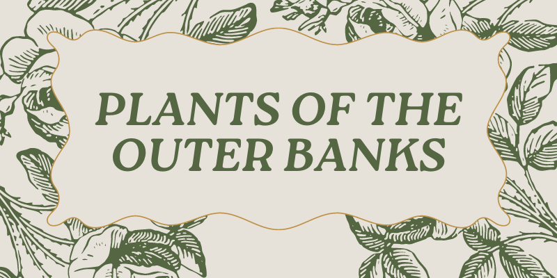 Plants of the Outer Banks Title Text: Plants of the Outer Banks, surrounded by green leaves against tan background.