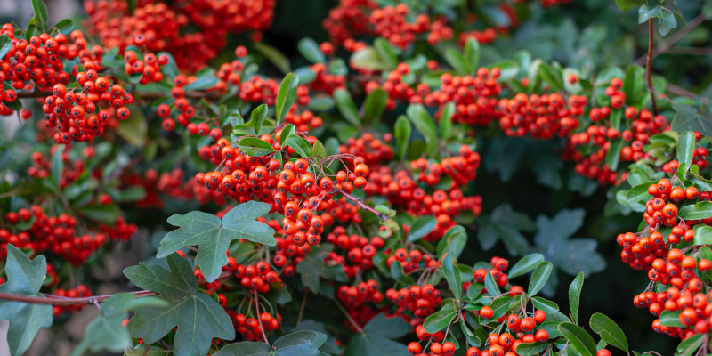 Yaupon Holly Tree Yaupon Holly Tree, Image of berries on a shrub.