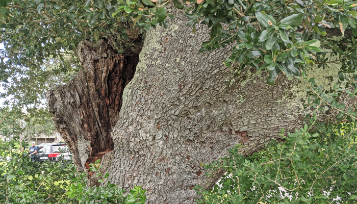 OBX Spooky Places - Frisco Cora Tree OBX Spooky Places - Frisco Cora Tree