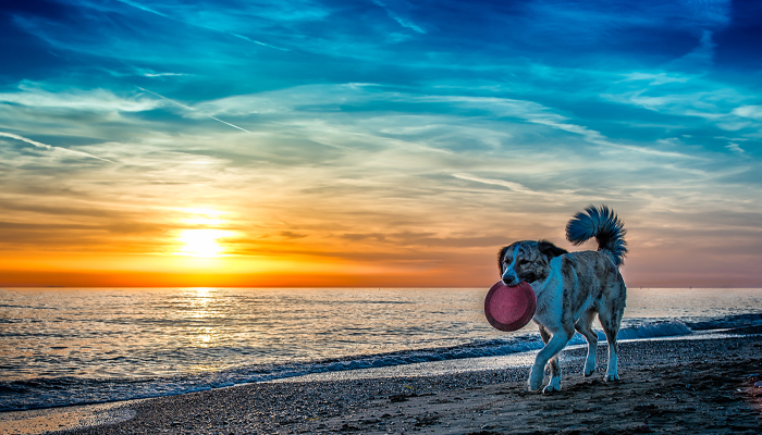Dog with a frisbee strolling on the beach with a colorful sunset in the background Dog with a frisbee strolling on the beach with a colorful sunset in the background