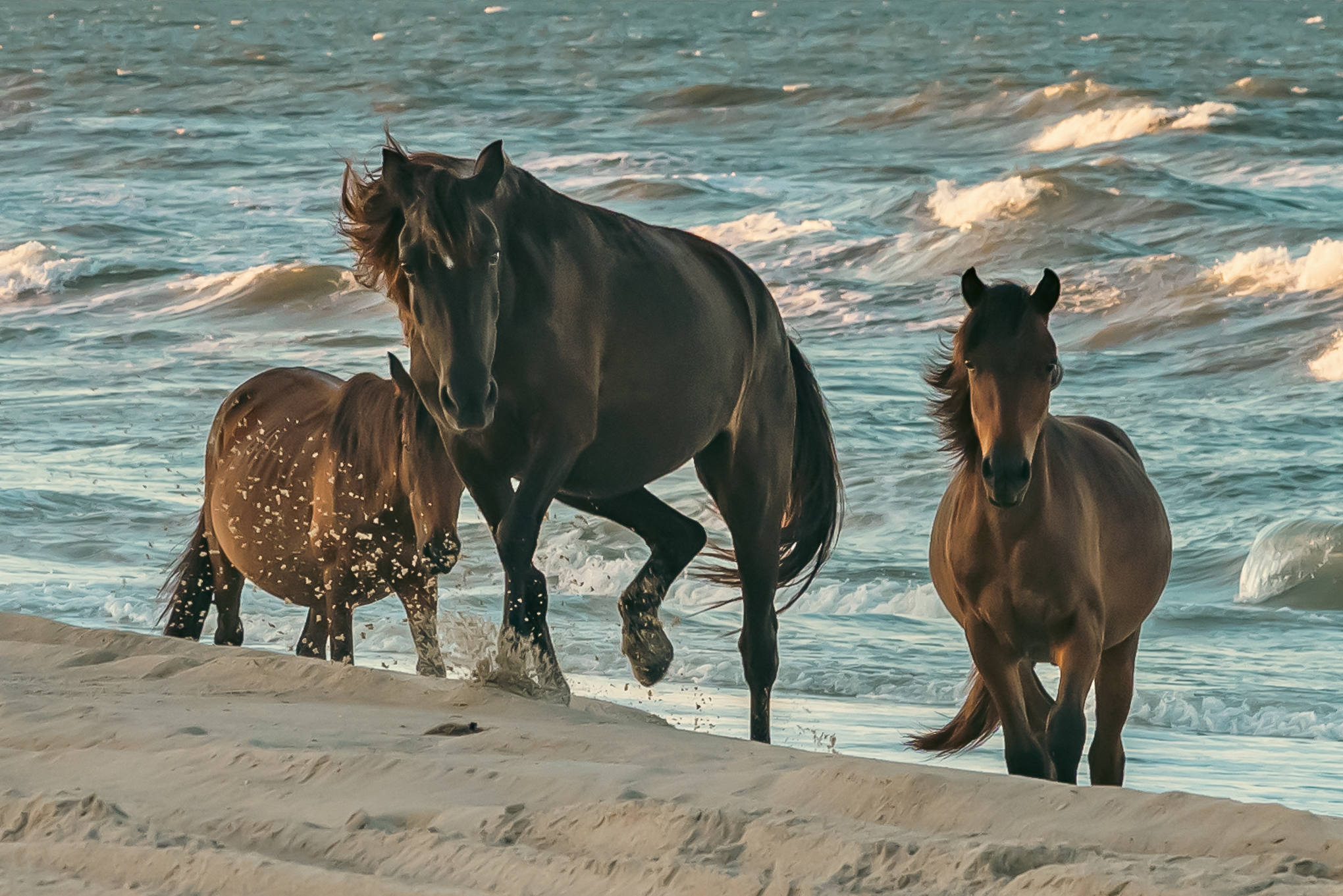 2nd Place Winner: Wild Horses of Corolla Beach by Amy Lee