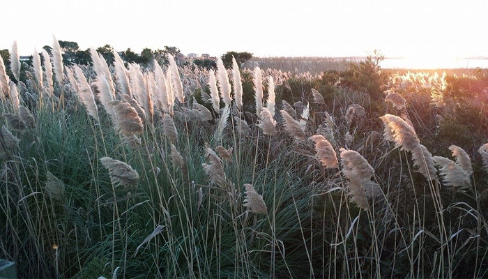 Pampas grass