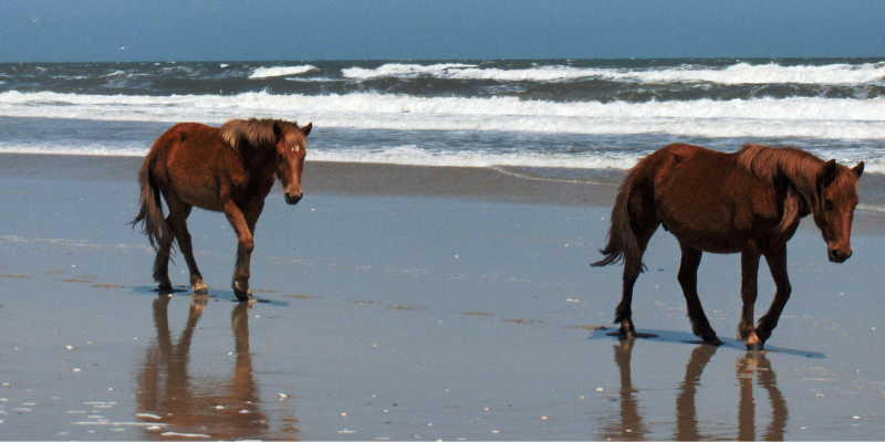 Corolla Wild Horse Tours