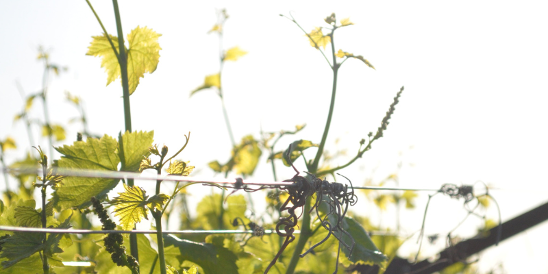 The Mother Vine Image of grape vines against blue sky.