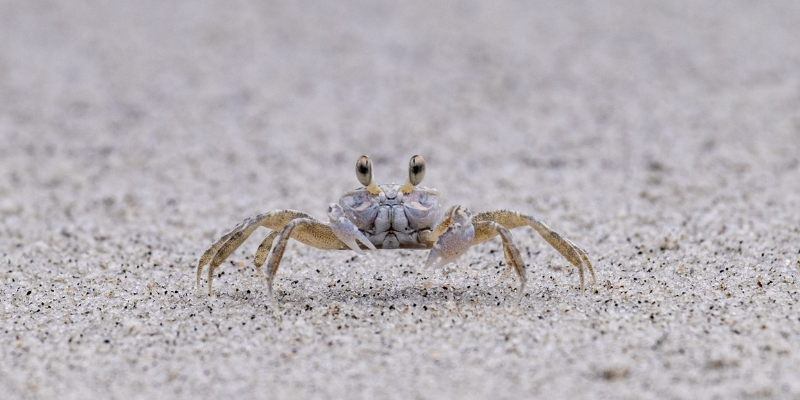 What Are Ghost Crabs? What Are Ghost Crabs?