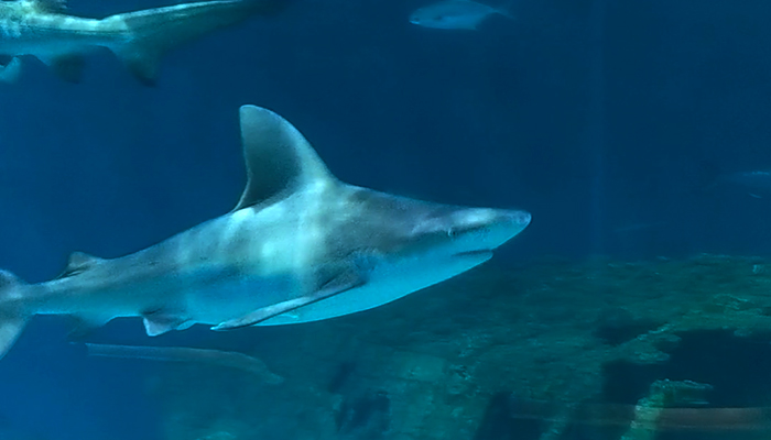 NC Aquarium on Roanoke Island Offers Virtual Programs - Sharks NC Aquarium on Roanoke Island Offers Virtual Programs - Sharks