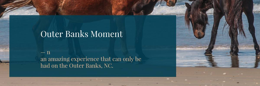 Outer Banks Horses at the beach