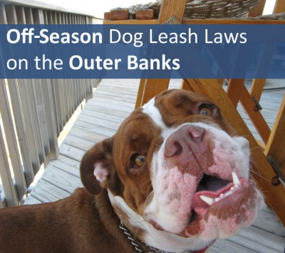 Off-Season Dog Leash Laws on the Outer Banks of North Carolina Off-Season Dog Leash Laws on the Outer Banks of North Carolina