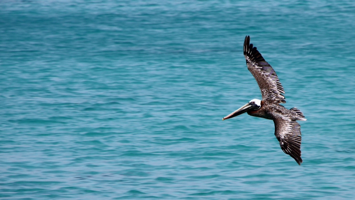 visit the pea island wildlife refuge during spring on the obx visit the pea island wildlife refuge during spring on the obx