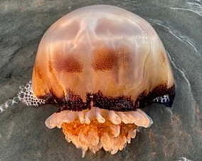 Cannonball Jellyfish Cannonball Jellyfish