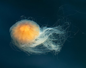 Lion's Mane Jellyfish Lion's Mane Jellyfish