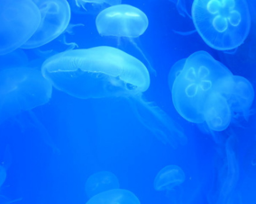 Southern Moon Jellyfish Southern Moon Jellyfish