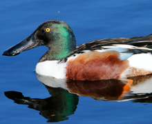 Northern Shoveler Northern Shoveler