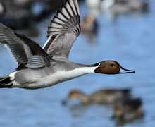 Northern Pintail Northern Pintail
