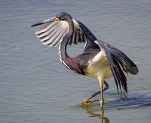 Tricolored Heron Tricolored Heron