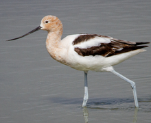 American Avocet American Avocet on beach