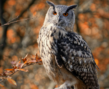 Great Horned Owl Great Horned Owl