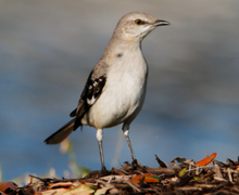 Northern Mockingbird Northern Mockingbird
