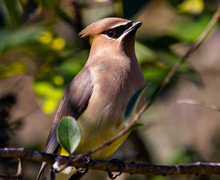 Cedar Waxwing Cedar Waxwing