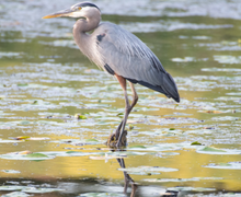 Great Blue Heron Great Blue Heron