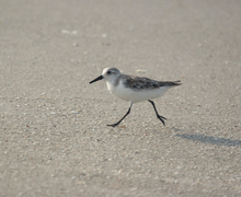 Sanderling Sandpiper Sanderling Sandpiper