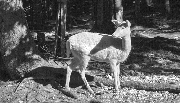 Spooky Places OBX - White Doe Spooky Places OBX - White Doe